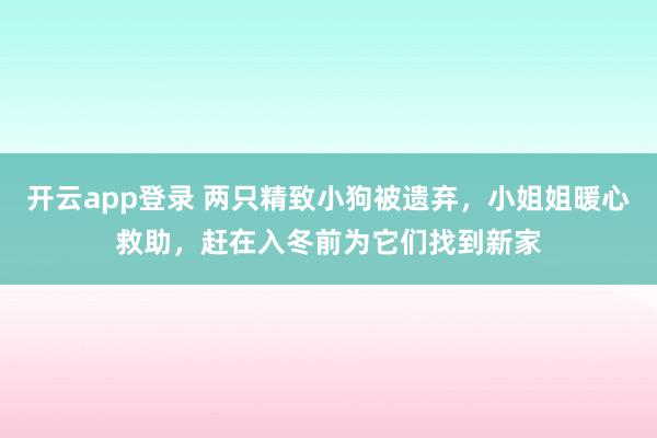 开云app登录 两只精致小狗被遗弃，小姐姐暖心救助，赶在入冬前为它们找到新家