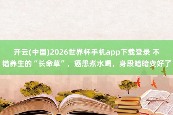 开云(中国)2026世界杯手机app下载登录 不错养生的“长命草”,癌患煮水喝,身段暗暗变好了